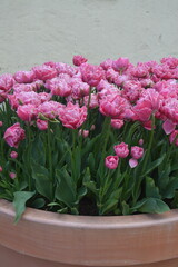 Pot de tulipes roses au festival de la Tulipe en Suisse 