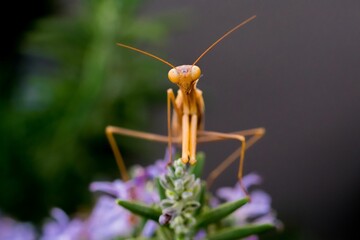 A large brown European Mantis, Mantis religiosa, waiting for its prey on a rosemary plant in Malta.