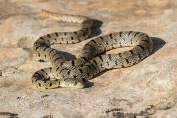 Fototapeta premium An Algerian Whip Snake, Hemorrhois algirus, found on the Island of Malta, there known as Serp Ahdar