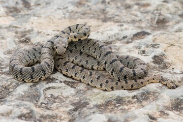 Fototapeta premium An Algerian Whip Snake, Hemorrhois algirus, found on the Island of Malta, there known as Serp Ahdar