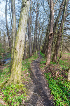 Early springtime forest with trail in CHKO Poodri in Czech republic