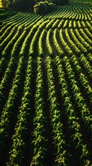 Fototapeta premium Aerial view of lush green vineyard rows under golden sunlight.