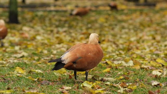 A playful red duck, Ogar, moving around and feeding in a tranquil park environment, surrounded by greenery and natural beauty