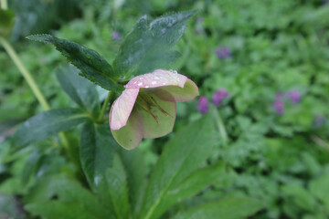 Helleborus flower against green leaves on a rainy spring day, close-up