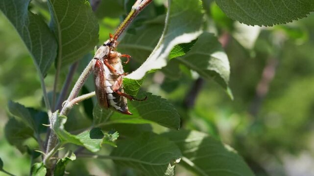 A maybug rests on an apple tree branch amidst lush foliage, its brown and white markings contrasting with the vibrant green leaves. An intimate look at a common garden visitor.