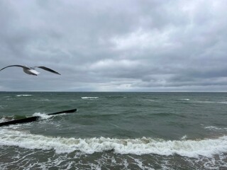 Flying seagulls in the sky, seagulls at the sea