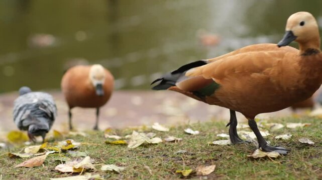 Red duck, or Ogar, gracefully strolling and feeding in a green park, capturing serene and lively moments of wildlife in nature