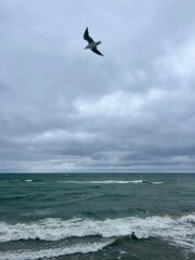 Flying seagulls in the sky, seagulls at the sea