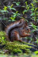 squirrel explore forest in sweden and enjoy in food what found