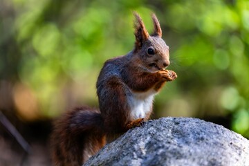 squirrel explore forest in sweden and enjoy in food what found