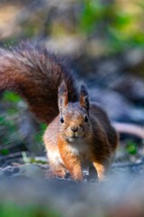 squirrel explore forest in sweden and enjoy in food what found