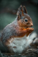 squirrel explore forest in sweden and enjoy in food what found