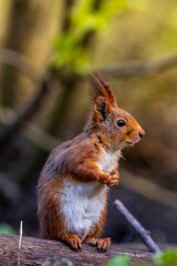 squirrel explore forest in sweden and enjoy in food what found