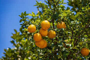 orange, Citrus &times; sinensis