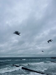 Flying seagulls in the sky, seagulls at the sea