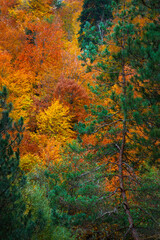 A natural landscape with autumn colors. Colorful nature background. Bolu Mengen Türkiye.