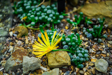 Succulent plants with yellow flowers at the conservatory