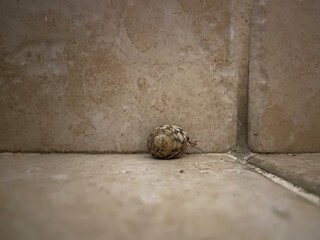 A snail on the floor