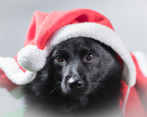 christmas dog with santa hat