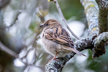 Female House Sparrow (Passer domesticus) – Commonly found in urban areas, Phoenix Park, Dublin