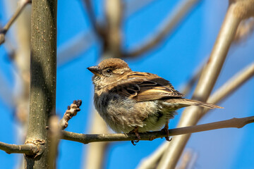 Female House Sparrow (Passer domesticus) – Commonly found in urban areas, Phoenix Park, Dublin
