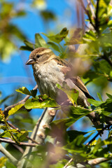 Female House Sparrow (Passer domesticus) – Commonly found in urban areas, Phoenix Park, Dublin