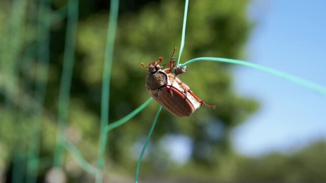 A May bug clings to green garden netting, creating a striking contrast against the out-of-focus trees and clear blue sky. This static shot emphasizes the insect's delicate grip and vulnerable position