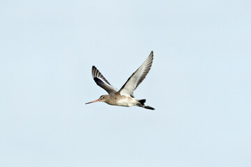 Black-tailed Godwit (Limosa limosa) – Commonly found in wetlands and estuaries, Bull Island, Dublin