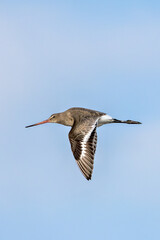 Black-tailed Godwit (Limosa limosa) – Commonly found in wetlands and estuaries, Bull Island, Dublin