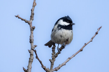 Tannenmeise auf Ast sitzend