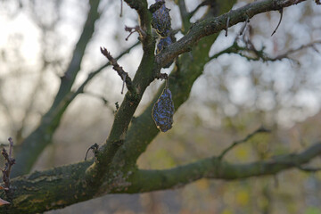 dried plum