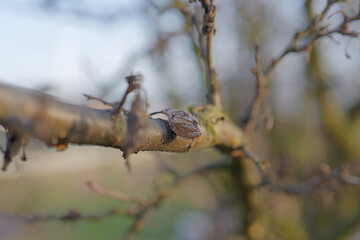 dried plum