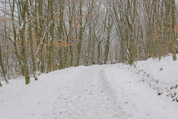 winter in the park