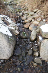 stream in the forest