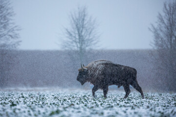 European bison - Bison bonasus in the Knyszyn Forest

