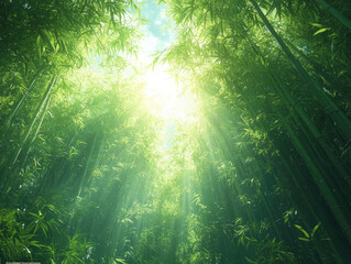 Obraz premium Sunbeams Through Bamboo Forest