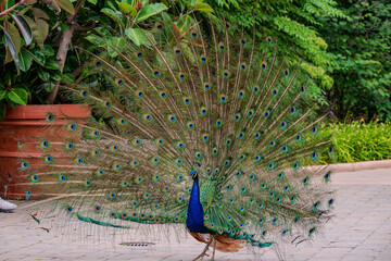 Obraz premium Peacock Displaying Feathers in Lush Garden