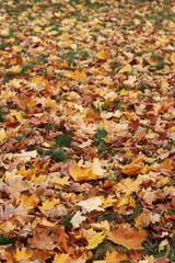 Fallen autumn leaves on the grass in the park. Yellow fallen leaves on the ground. Autumn background, selective focus. Fallen autumn leaves form the ground cover on the lawn in the park