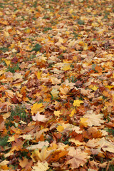 Fallen autumn leaves on the grass in the park. Yellow fallen leaves on the ground. Autumn background, selective focus. Fallen autumn leaves form the ground cover on the lawn in the park