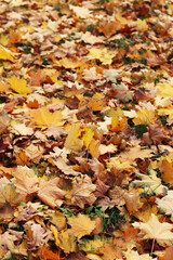 Fallen autumn leaves on the grass in the park. Yellow fallen leaves on the ground. Autumn background, selective focus. Fallen autumn leaves form the ground cover on the lawn in the park