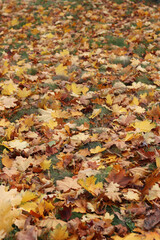 Fallen autumn leaves on the grass in the park. Yellow fallen leaves on the ground. Autumn background, selective focus. Fallen autumn leaves form the ground cover on the lawn in the park
