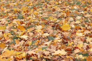 Fallen autumn leaves on the grass in the park. Yellow fallen leaves on the ground. Autumn background, selective focus. Fallen autumn leaves form the ground cover on the lawn in the park