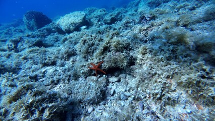 Starfish on corals