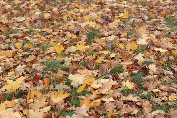Fallen autumn leaves on the grass in the park. Yellow fallen leaves on the ground. Autumn background, selective focus. Fallen autumn leaves form the ground cover on the lawn in the park