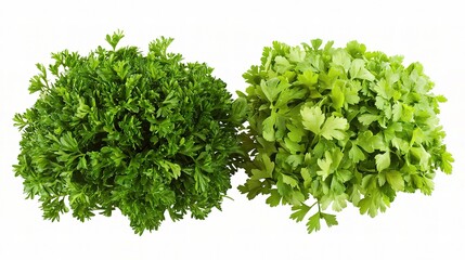 Obraz premium Fresh Parsley and Carrot Greens Isolated on White Background