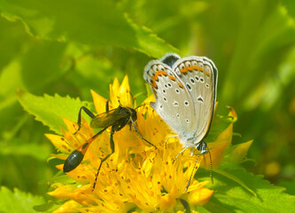 Rhodiola rosea, plebejus argyrognomon and Sand burrowing wasp. Rhodiola rosea in the form of tea is used to relieve fatigue, overwork, to increase efficiency and endurance.