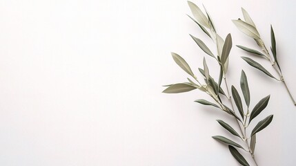 Fototapeta premium Fresh Olive Branch Isolated on White Background for Creative Use