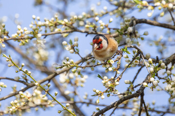 Stiglitz sitzt auf einem blühenden Baum