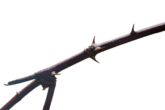 Thorny Branch Close-Up: Nature's Defense Mechanism PNG Cutout