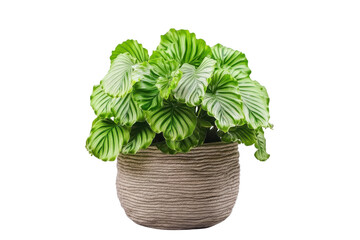 Naklejka premium Lush Green Potted Plant with Textured Pot and Wavy Leaves in Fresh Indoor Setting